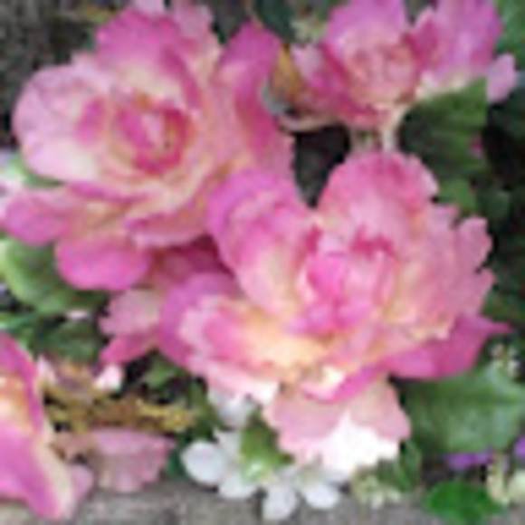 Meet your Posher, Melissa - Picture 1 of 1